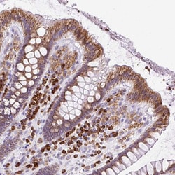 Invitrogen DDOST Polyclonal Antibody 100 &mu;L; Unconjugated:Antibodies,