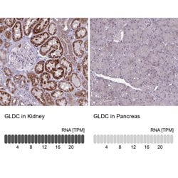 Invitrogen GLDC Polyclonal Antibody 100 &mu;L; Unconjugated:Antibodies,