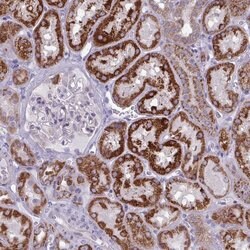 Invitrogen GLDC Polyclonal Antibody 100 &mu;L; Unconjugated:Antibodies,