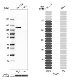 Invitrogen GLDC Polyclonal Antibody 100 &mu;L; Unconjugated:Antibodies,