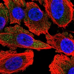 Invitrogen ATP8A1 Polyclonal Antibody 100 &mu;L; Unconjugated:Antibodies,