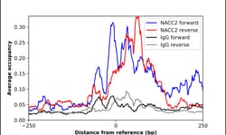 Invitrogen NACC2 Polyclonal Antibody 100 &mu;L; Unconjugated:Antibodies,