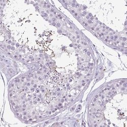 Invitrogen C9orf24 Polyclonal Antibody 100 &mu;L | Buy Online | Invitrogen&trade; | Fisher Scientific