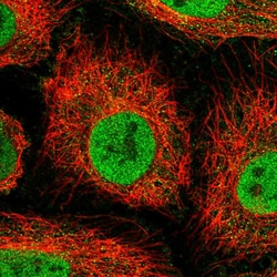 Invitrogen ORP7 Polyclonal Antibody 100 &mu;L; Unconjugated:Antibodies,