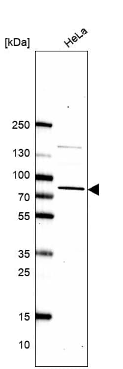 Invitrogen ORP7 Polyclonal Antibody 100 &mu;L; Unconjugated:Antibodies,