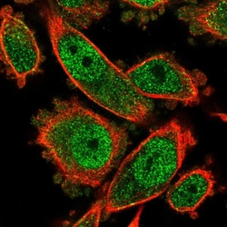 Invitrogen AdoHcyase 3 Polyclonal Antibody 100 &mu;L; Unconjugated:Antibodies,