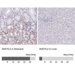 Invitrogen AdoHcyase 3 Polyclonal Antibody 100 &mu;L; Unconjugated:Antibodies,