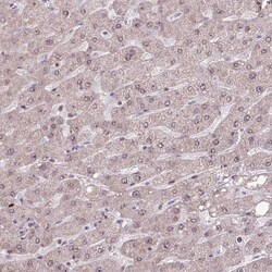 Invitrogen ZNF709 Polyclonal Antibody 100 &mu;L; Unconjugated:Antibodies,
