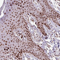 Invitrogen ZNF709 Polyclonal Antibody 100 &mu;L; Unconjugated:Antibodies,