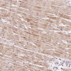 Invitrogen BOLA3 Polyclonal Antibody 100 &mu;L; Unconjugated:Antibodies,