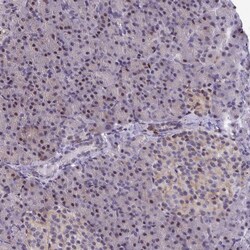 Invitrogen Pellino 2 Polyclonal Antibody 100 &mu;L; Unconjugated:Anticuerpos