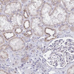 Invitrogen MAN1A1 Polyclonal Antibody 100 &mu;L; Unconjugated:Antibodies,