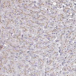 Invitrogen MAN1A1 Polyclonal Antibody 100 &mu;L; Unconjugated:Antibodies,