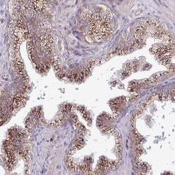 Invitrogen C3orf1 Polyclonal Antibody 100 &mu;L; Unconjugated:Antibodies,