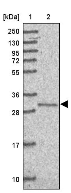 Invitrogen C3orf1 Polyclonal Antibody 100 &mu;L; Unconjugated:Antibodies,