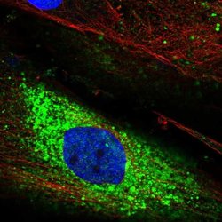 Invitrogen PTPRQ Polyclonal Antibody 100 &mu;L; Unconjugated:Antibodies,