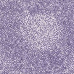 Invitrogen AQPEP Polyclonal Antibody 100 &mu;L; Unconjugated:Antibodies,