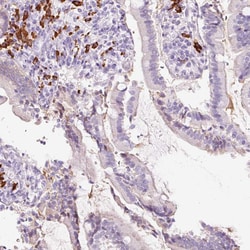Invitrogen PR38B Polyclonal Antibody 100 &mu;L; Unconjugated:Antibodies,