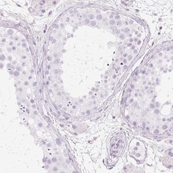Invitrogen PR38B Polyclonal Antibody 100 &mu;L; Unconjugated:Antibodies,