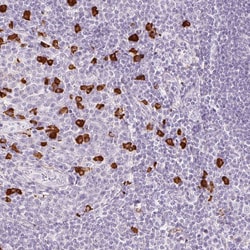 Invitrogen PR38B Polyclonal Antibody 100 &mu;L; Unconjugated:Antibodies,