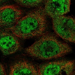 Invitrogen BAG6 Polyclonal Antibody 100 &mu;L; Unconjugated:Antibodies,