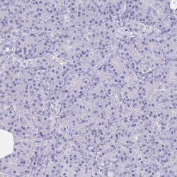 Invitrogen BAG6 Polyclonal Antibody 100 &mu;L; Unconjugated:Antibodies,