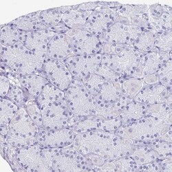 Invitrogen BAG6 Polyclonal Antibody 100 &mu;L; Unconjugated:Antibodies,