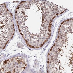 Invitrogen BAG6 Polyclonal Antibody 100 &mu;L; Unconjugated:Antibodies,