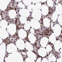 Invitrogen HMGB2 Polyclonal Antibody 100 &mu;L | Buy Online | Invitrogen&trade; | Fisher Scientific
