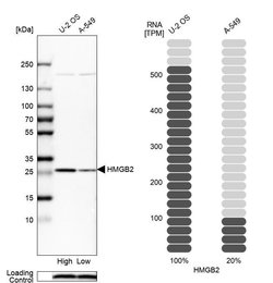 Invitrogen HMGB2 Polyclonal Antibody 100 &mu;L | Buy Online | Invitrogen&trade; | Fisher Scientific
