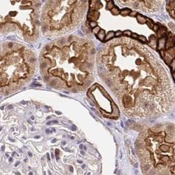 Invitrogen COBLL1 Polyclonal Antibody 100 &mu;L; Unconjugated:Antibodies,