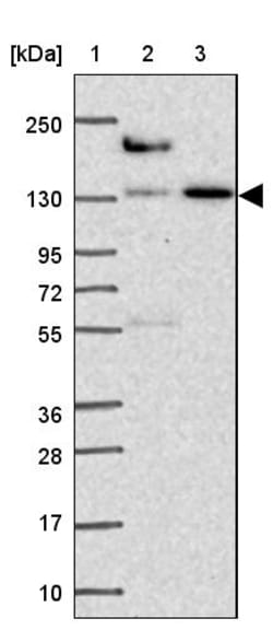 Invitrogen COBLL1 Polyclonal Antibody 100 &mu;L; Unconjugated:Antibodies,