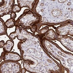 Invitrogen COBLL1 Polyclonal Antibody 100 &mu;L; Unconjugated:Antibodies,