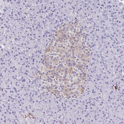 Invitrogen PPFIA4 Polyclonal Antibody 100 &mu;L; Unconjugated:Antibodies,