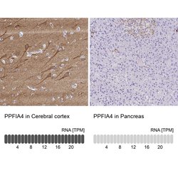 Invitrogen PPFIA4 Polyclonal Antibody 100 &mu;L; Unconjugated:Antibodies,