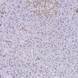 Invitrogen PPFIA4 Polyclonal Antibody 100 &mu;L; Unconjugated:Antibodies,