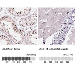 Invitrogen ZC3H14 Polyclonal Antibody 100 &mu;L; Unconjugated:Antibodies,