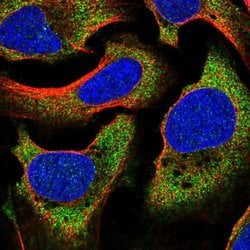 Invitrogen BRUNOL6 Polyclonal Antibody 100 &mu;L; Unconjugated:Antibodies,