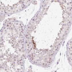 Invitrogen BRUNOL6 Polyclonal Antibody 100 &mu;L; Unconjugated:Antibodies,
