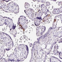 Invitrogen Claudin 25 Polyclonal Antibody 100 &mu;L; Unconjugated:Antibodies,