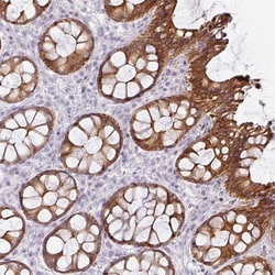 Invitrogen GTF2H3 Polyclonal Antibody 100 &mu;L; Unconjugated:Antibodies,
