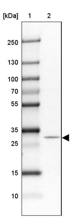 Invitrogen DREV Polyclonal Antibody 100 &mu;L | Buy Online | Invitrogen&trade; | Fisher Scientific