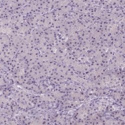 Invitrogen TDIF2 Polyclonal Antibody 100 &mu;L; Unconjugated:Antibodies,