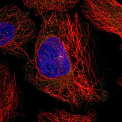Invitrogen UBL3 Polyclonal Antibody 100 &mu;L; Unconjugated:Antibodies,