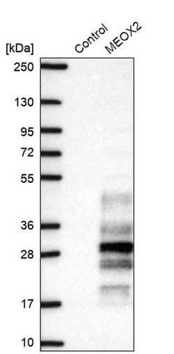 Invitrogen MEOX2 Polyclonal Antibody 100 &mu;L | Buy Online | Invitrogen&trade; | Fisher Scientific