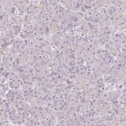 Invitrogen TMEM37 Polyclonal Antibody 100 &mu;L; Unconjugated:Antibodies,