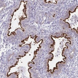 Invitrogen OR7A5 Polyclonal Antibody 100 &mu;L; Unconjugated:Antibodies,