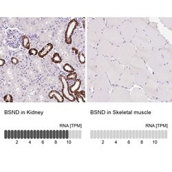Invitrogen BSND Polyclonal Antibody 100 &mu;L; Unconjugated:Antibodies,