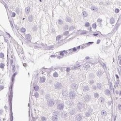 Invitrogen BSND Polyclonal Antibody 100 &mu;L; Unconjugated:Antibodies,