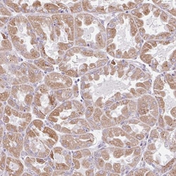 Invitrogen BEAN Polyclonal Antibody 100 &mu;L; Unconjugated:Antibodies,